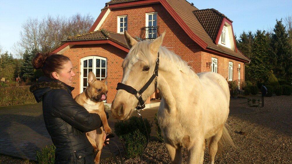 Palomino Klitgaards Marti billede 2