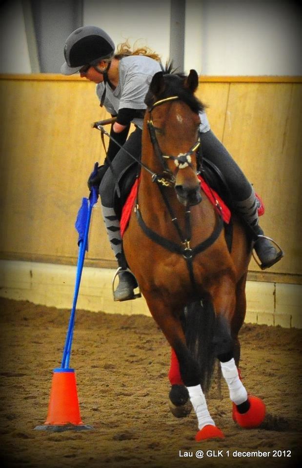 Anden særlig race starlight (R.I.P) <3 - mountedgames opvisning 
Sammen med ejen 

-01/12-12 billede 16