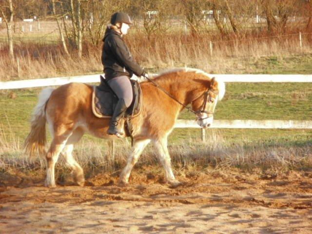 Haflinger Cita billede 10