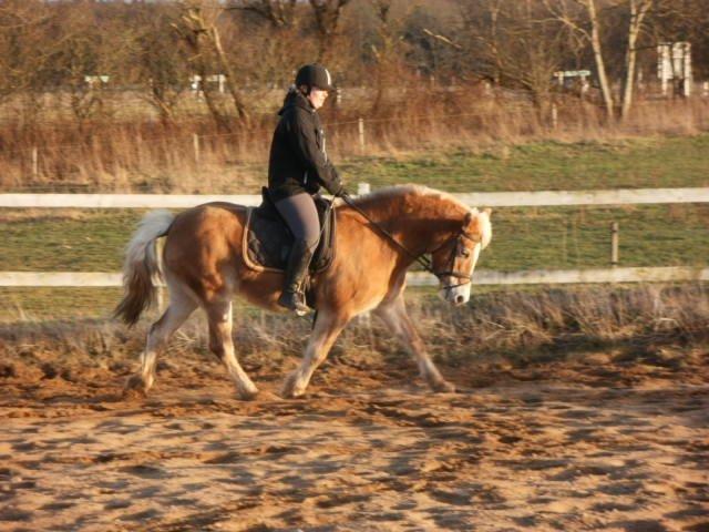 Haflinger Cita billede 1