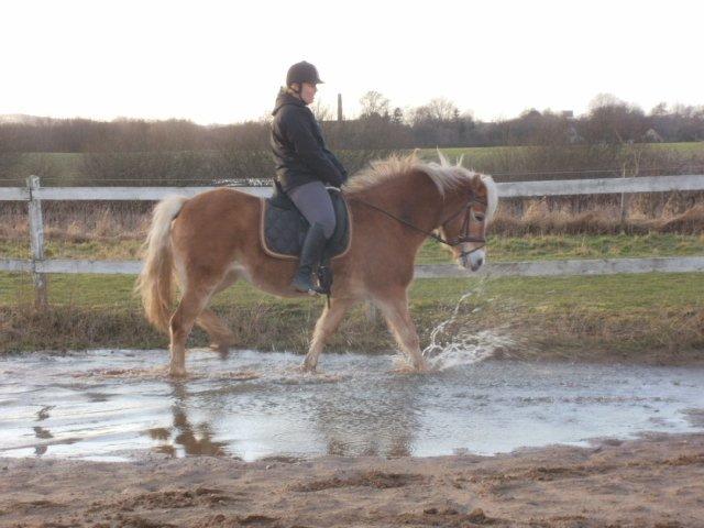 Haflinger Cita billede 11
