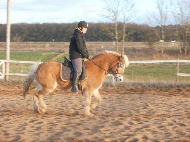 Haflinger Cita billede 12