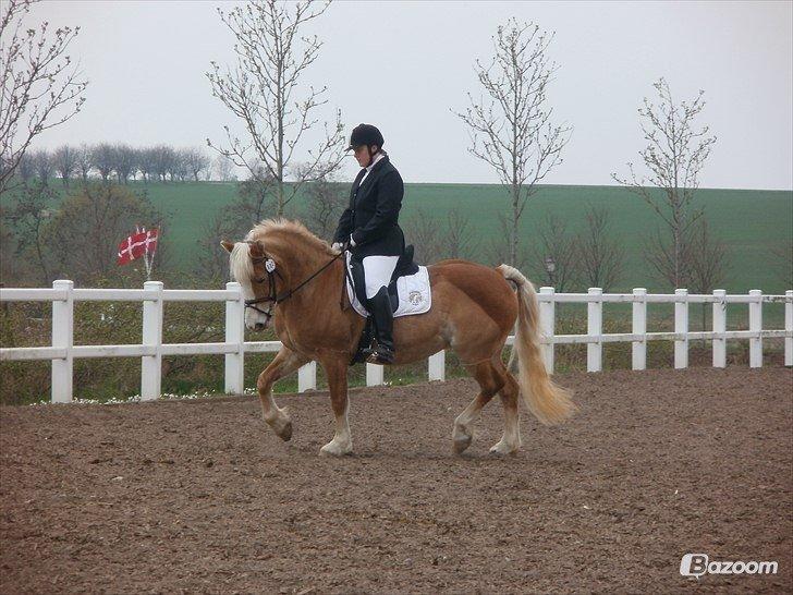 Haflinger Koldbakkens Hertz billede 1