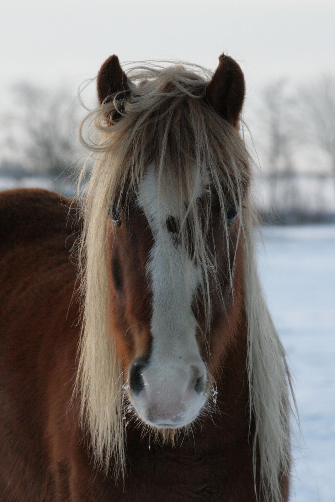 Anden særlig race -Adisa- [My Soulmate] - Vinter- 2012 billede 13