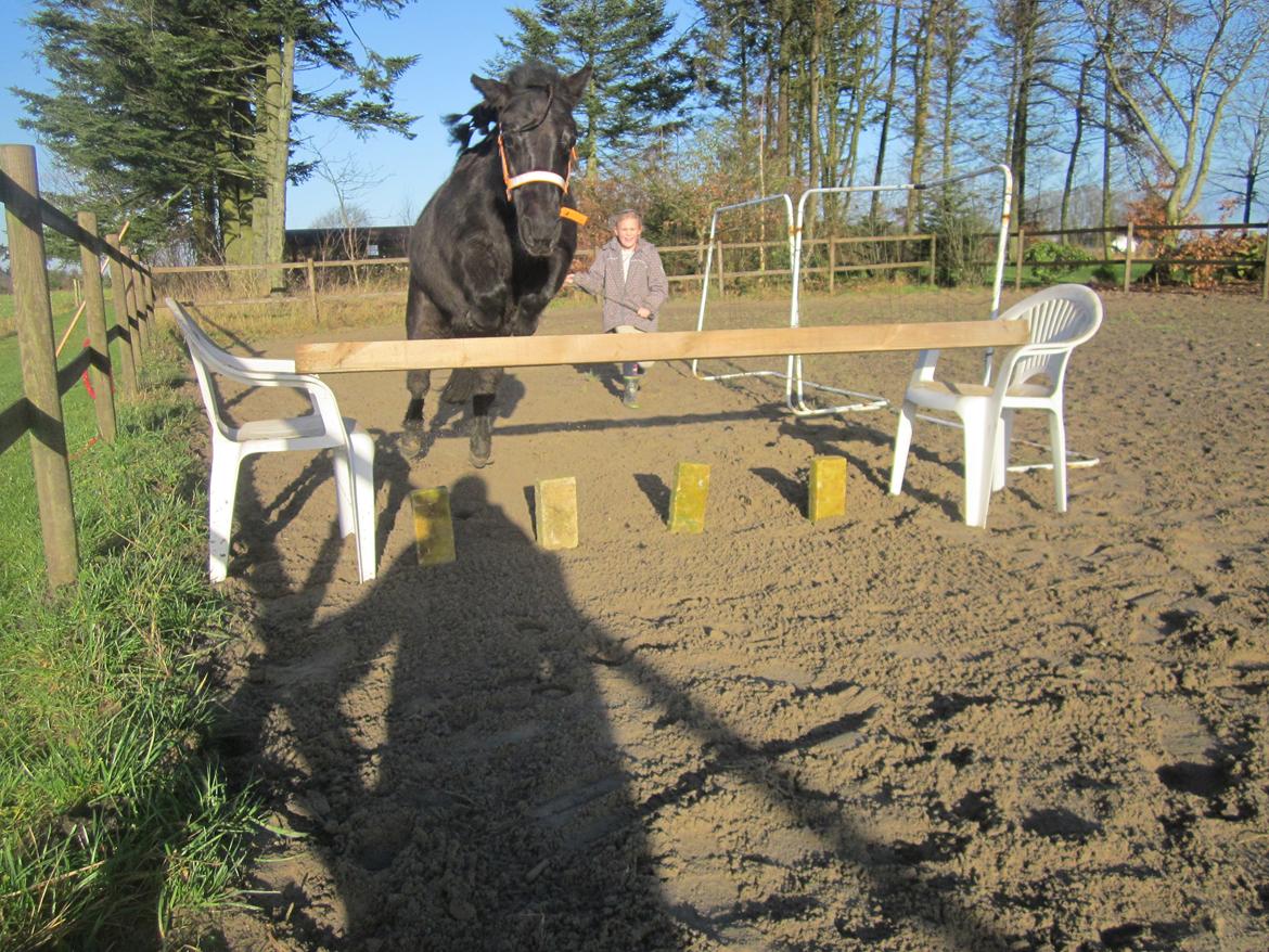Shetlænder Madelien Af Hola(solgt) - Super hvor er det flot af hende den var 15 cm lavere end hende. ;) billede 15