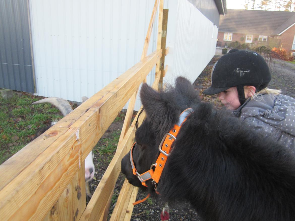 Shetlænder Madelien Af Hola(solgt) - Ham Gert er nu vidunderlig, selvom han skuffer Madelien, når han stanger efter hende. ;) billede 19