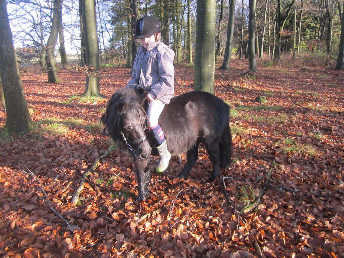 Shetlænder Madelien Af Hola(solgt) - Frederikke og Madelein. ;) billede 18