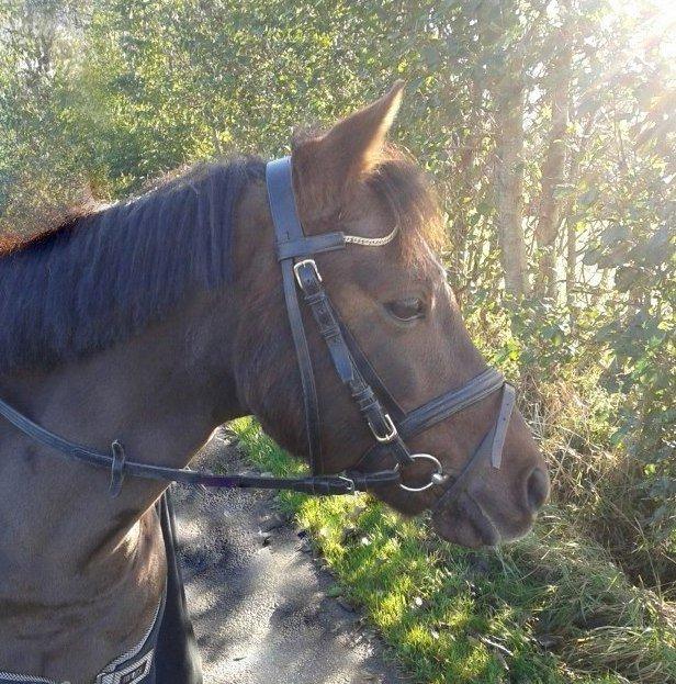 Welsh Pony (sec B) misty billede 2
