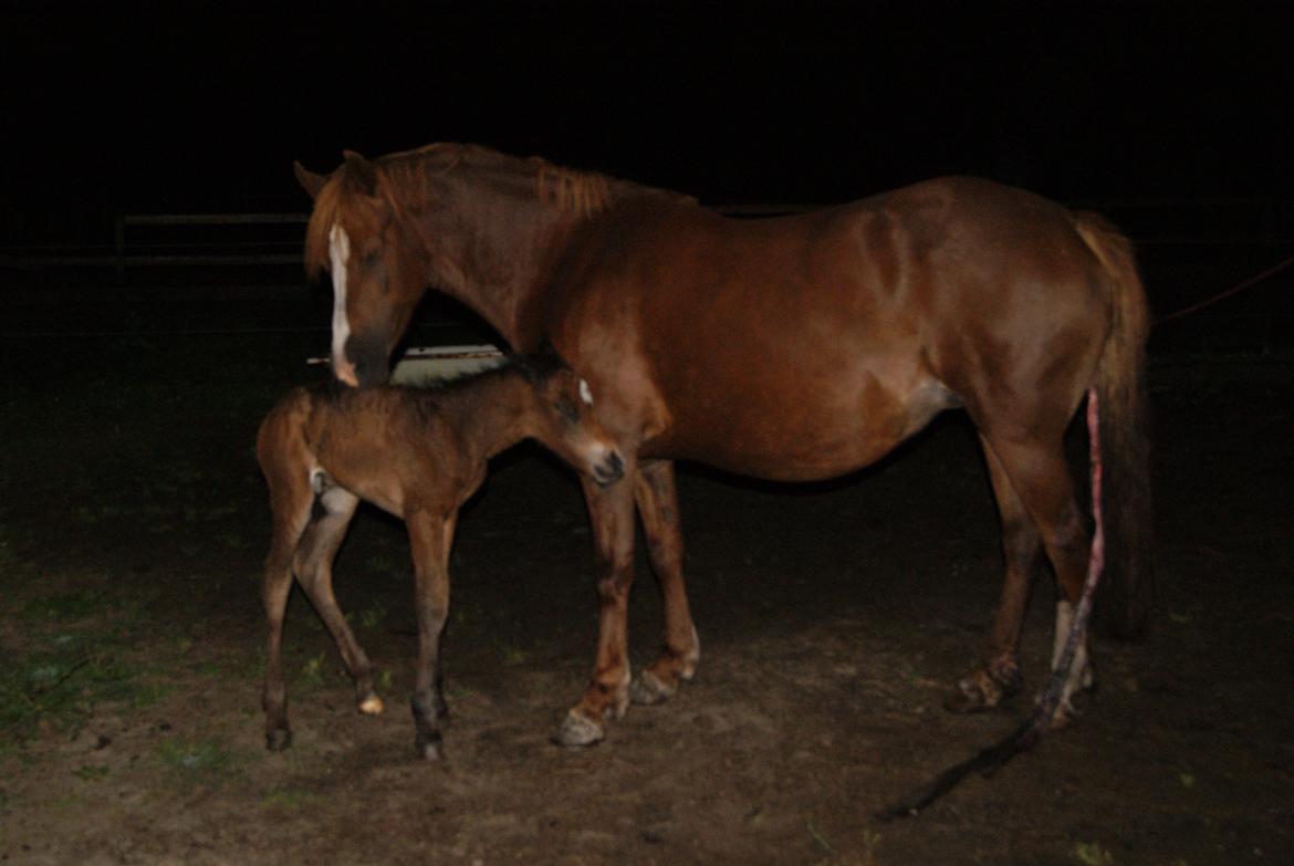 Anden særlig race Blue Eye Surprice ( følle)!" billede 6