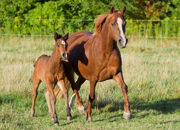 Anden særlig race Blue Eye Surprice ( følle)!" billede 2