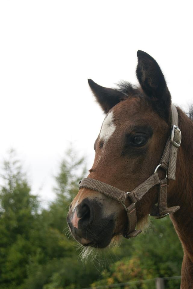 Anden særlig race Blue Eye Surprice ( følle)!" billede 13