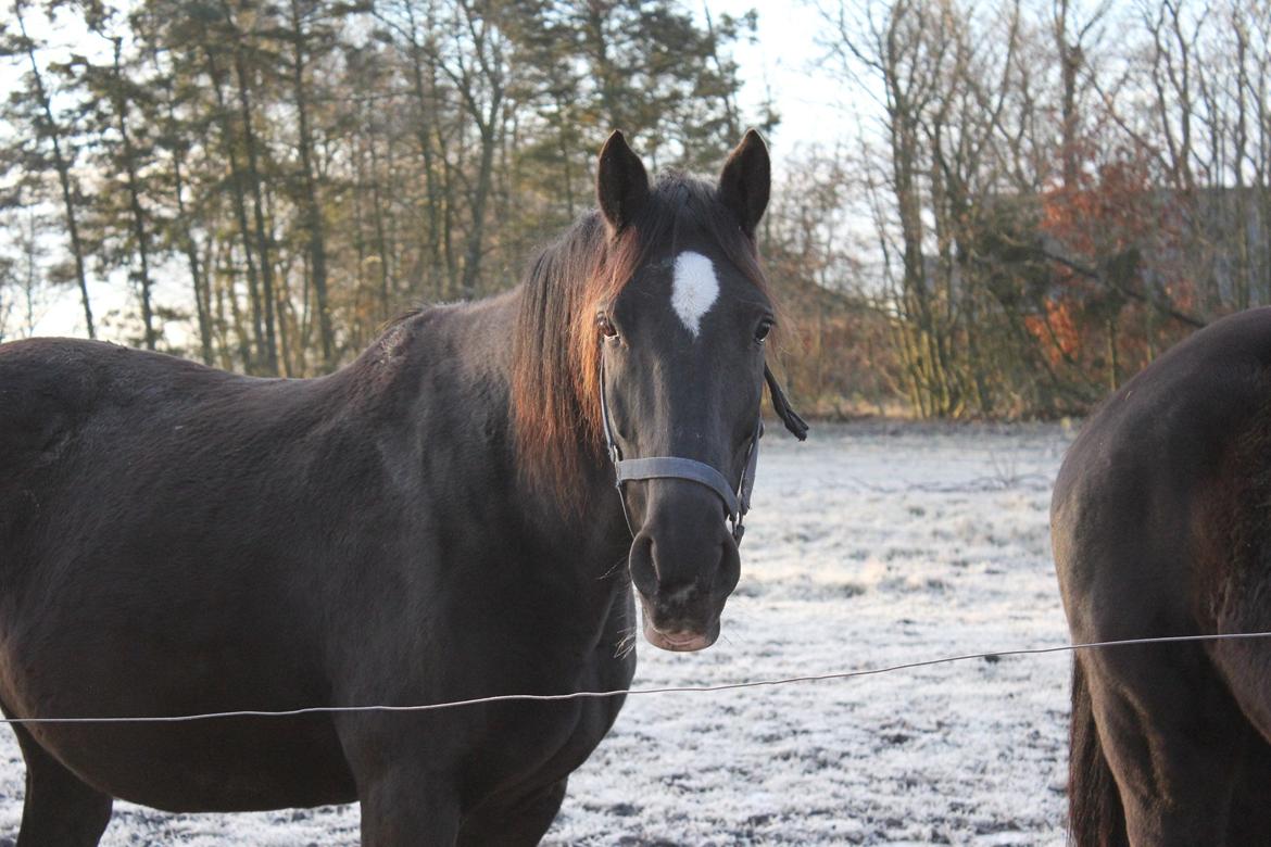 Dansk Varmblod Medina billede 19