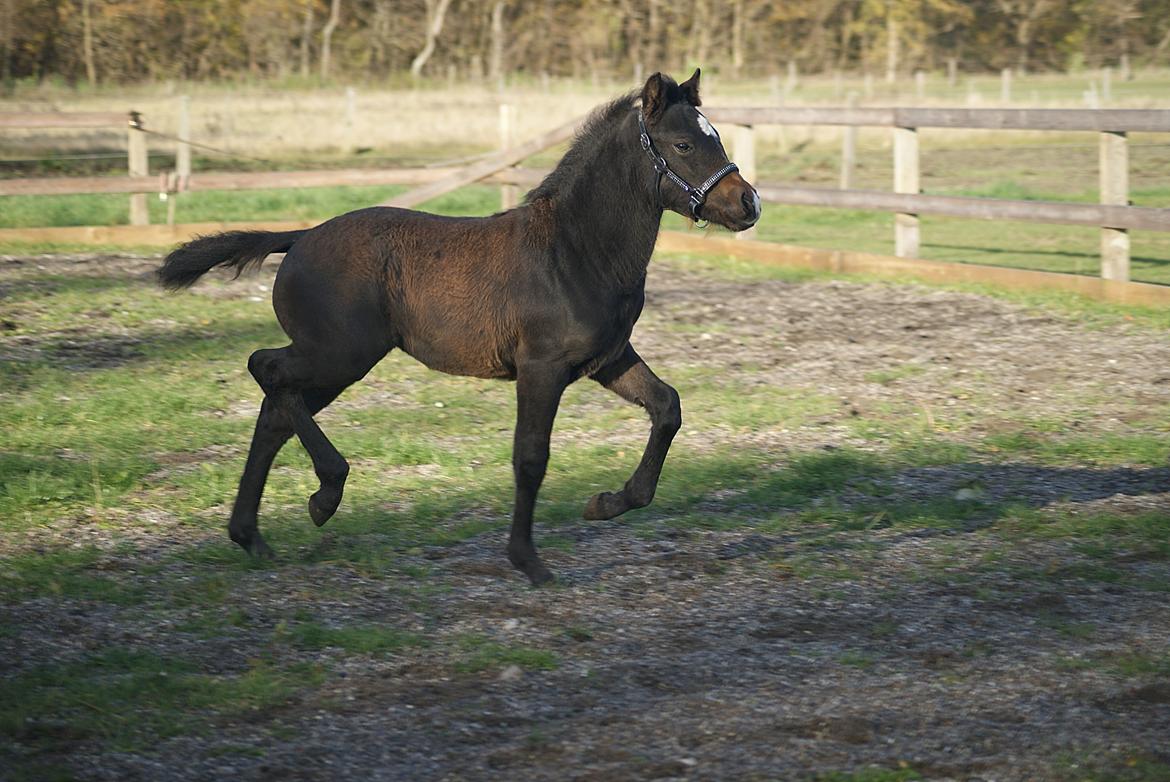 Anden særlig race Blue Eye Surprice ( følle)!" billede 15