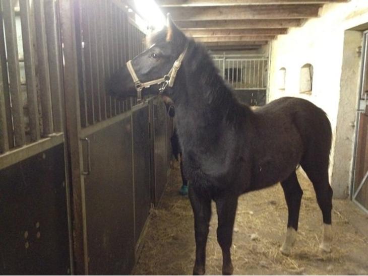 {{currentPhoto.altText}} billede {{currentPhoto.number}}