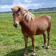 Islænder Flótti fra Langtved