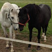 Anden særlig race Zizanie