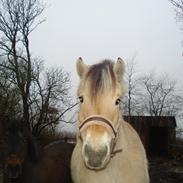 Fjordhest Mette 