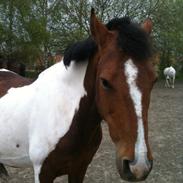 Anden særlig race Tia maria (Tira)