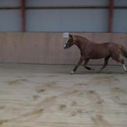 DSP Amanda Af Bakholm