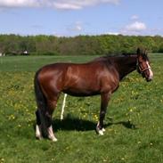 Dansk Varmblod Golden Star Birkely