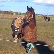 Traver Lambi Kastaniely