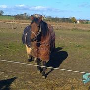 Traver Lambi Kastaniely