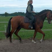 Holstener Carthago Reifur