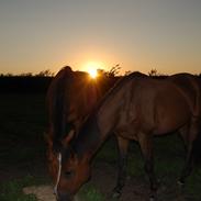 Holstener Carthago Reifur