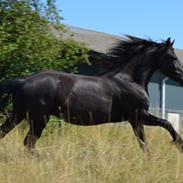 Barockpferd Cassiopeia