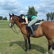 Arabisk fuldblod (OX) Manila Bint Hafez OX *R.I.P*