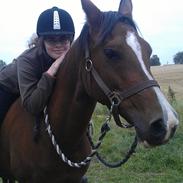 Arabisk fuldblod (OX) Manila Bint Hafez OX *R.I.P*