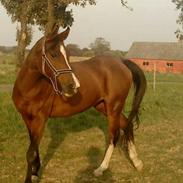 Arabisk fuldblod (OX) Manila Bint Hafez OX *R.I.P*