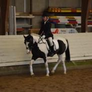 Hollandsk Sportspony Spike