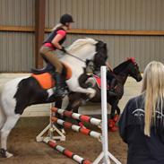 Hollandsk Sportspony Spike