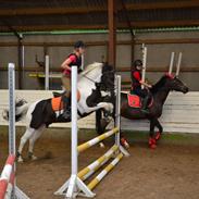 Hollandsk Sportspony Spike