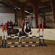 Hollandsk Sportspony Spike