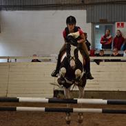 Hollandsk Sportspony Spike