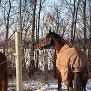 Dansk Varmblod Mozart Qvist - B hest i Dressur 