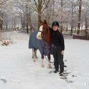 DSP Phønix "Lånepony"