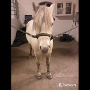 Anden særlig race Harry