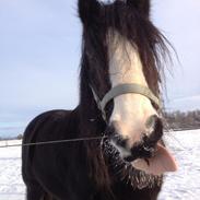 Irish Cob Zafir