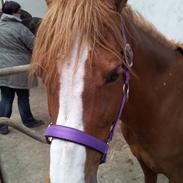 Welsh Cob (sec D) Star