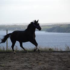 Dansk Varmblod Holstegårds Chosen One (solgt)  
