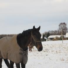 Dansk Varmblod Horns Oregon