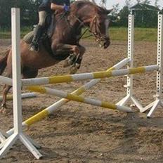 Welsh Partbred (Sec F) smukke Evita pigen. Solgt :(