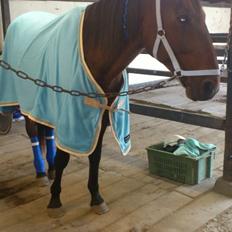 Traver Little Pride T M