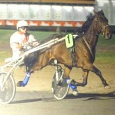 Traver Little Pride T M