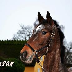 Appaloosa Susan
