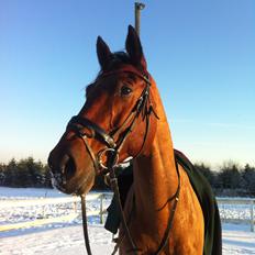 Tysk Oldenburger Villads