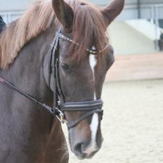 Dansk Varmblod Proud Mary